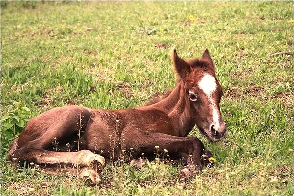 夢見拉別人得女朋友是好的徵兆嗎_周公解夢官網