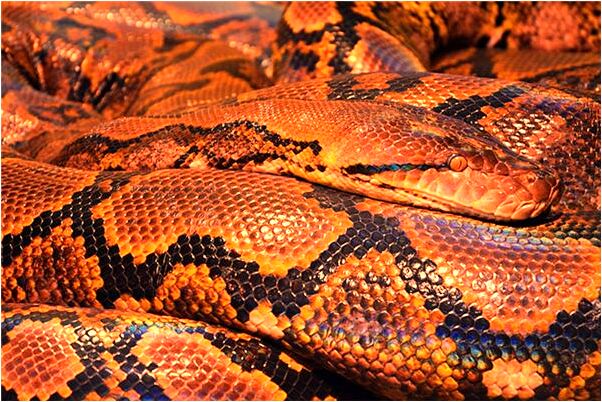 夢到賣我魚我不買有什麼預兆_周公解夢官網