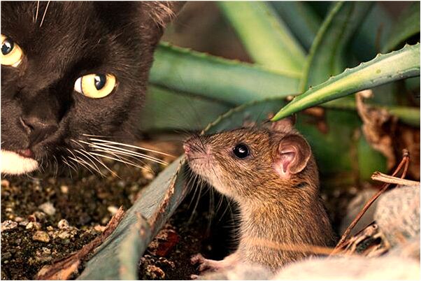 夢到棍子裡包著東西有什麼寓意嗎_周公解夢官網