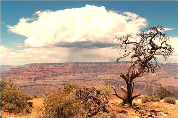 夢到父母殺了一隻兔子預示什麼_周公解夢官網