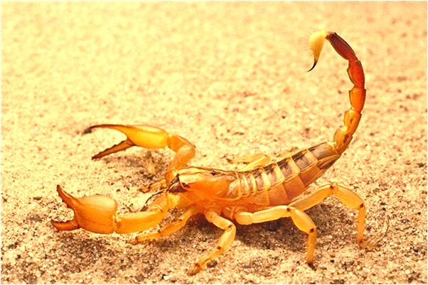 夢見蛇吃蛇的膽和蛋有什麼意義嗎_周公解夢官網