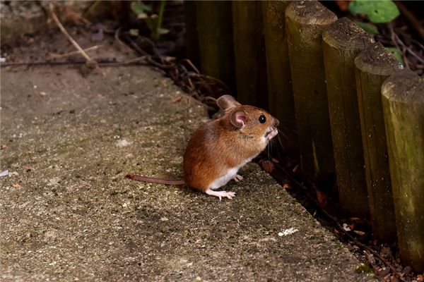 1984年的鼠2020年運勢_十二生肖