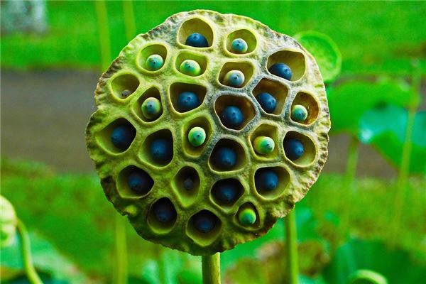 夢到採蓮子意味著什麼_周公解夢