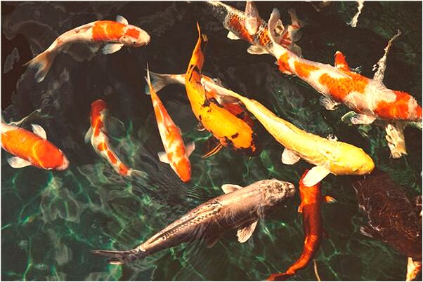 夢到別人殺人後肢解有何寓意_周公解夢官網