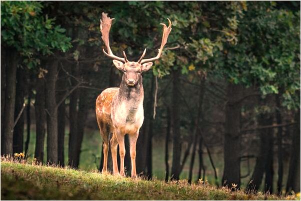 夢見追逃犯是什麼預兆_周公解夢官網