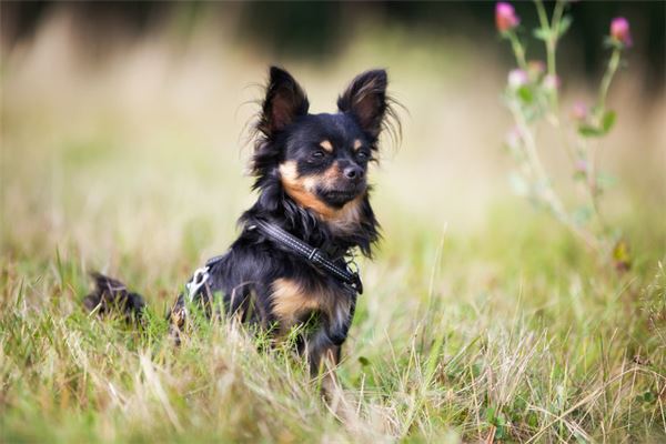 70年屬狗的2020年每月運勢及運程_十二生肖