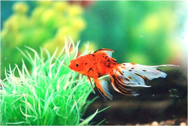 夢見已故外公擔心外婆著涼好不好_周公解夢官網