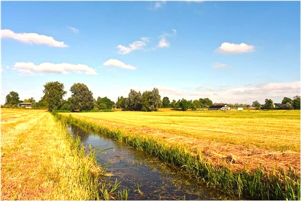 夢見把狗嘴撕了有什麼徵兆_周公解夢官網