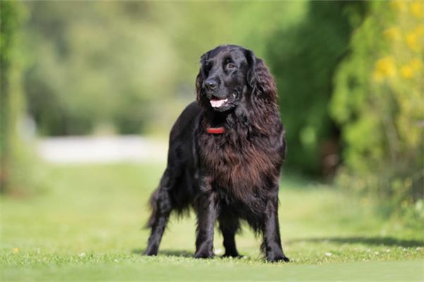 夢見狗咬腿發財_周公解夢