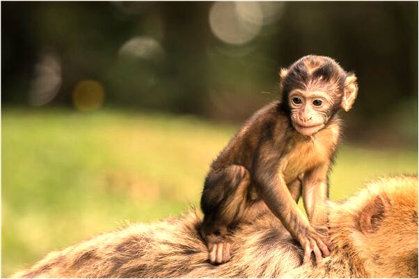夢到了魚肚子裡有小孩好不好_周公解夢官網