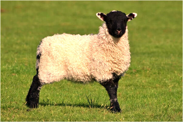 夢見夫妻都尿床有何寓意_周公解夢官網