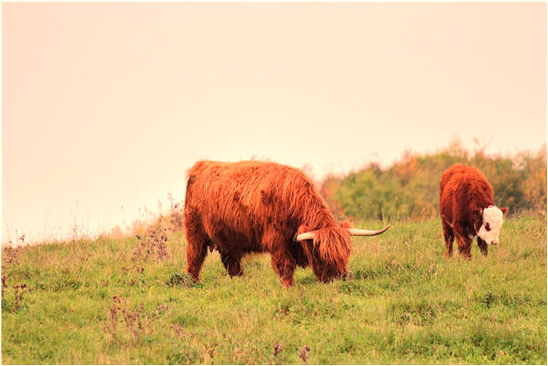 夢到老公頭被打流血暈過去有什麼說法_周公解夢官網