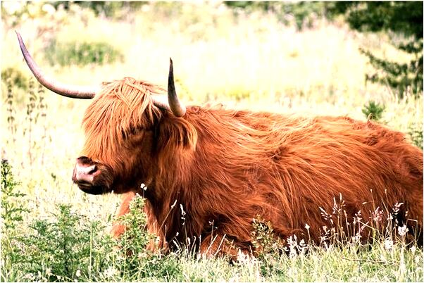 夢到屬蛇的晚上蛇有什麼徵兆_周公解夢官網