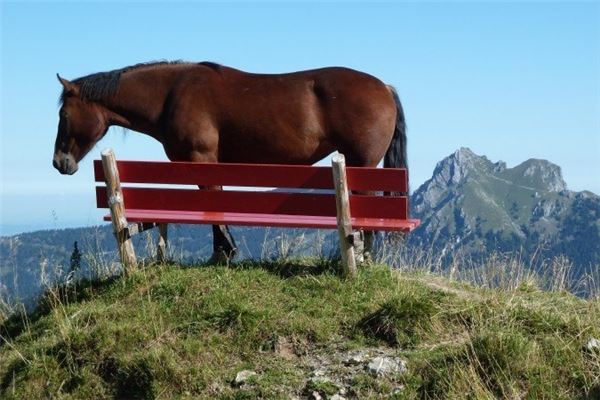 馬屬什麼五行_十二生肖