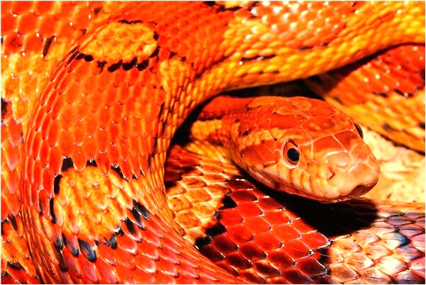 夢到翡翠佛落在地面上怎么回事_周公解夢官網