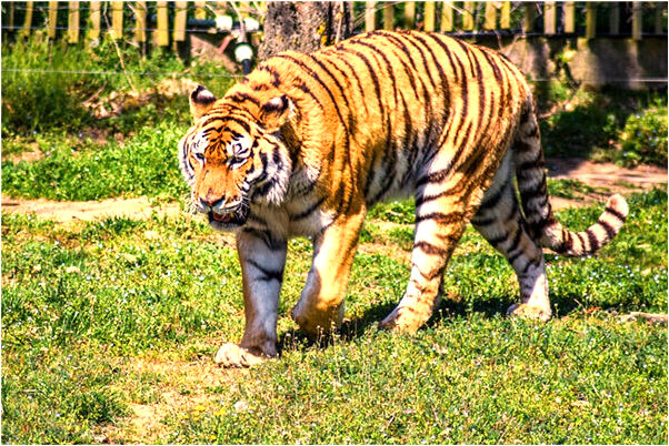 夢到家裡擺設了花籃怎么回事_周公解夢官網