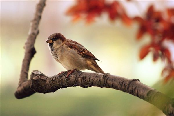 夢見麻雀是什麼意思_周公解夢