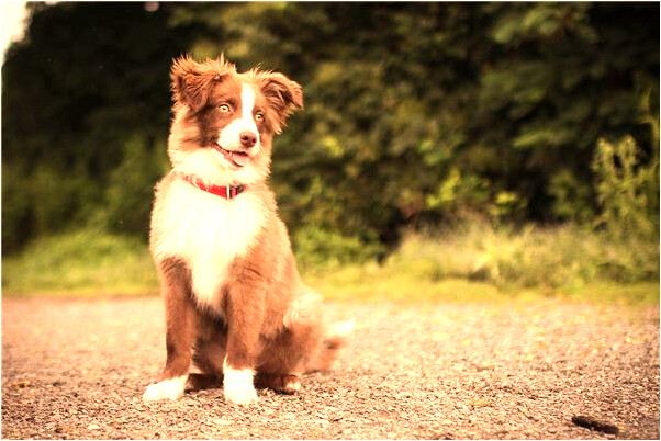夢見作業做的差被老師罵的預兆_周公解夢官網
