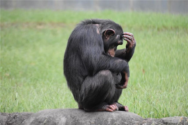17歲的屬相為人如何_十二生肖