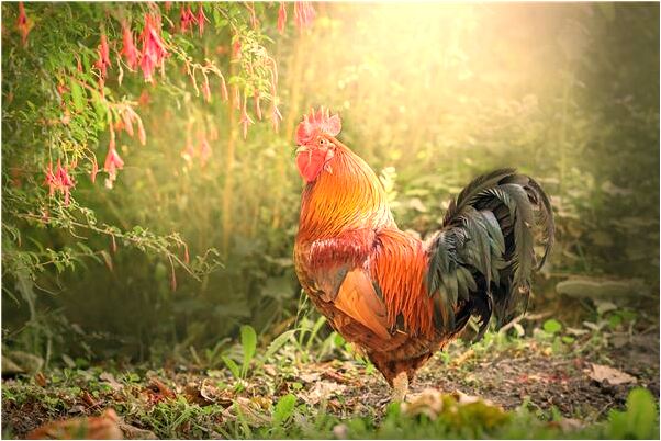 夢到後背被人砍是什麼意思？_周公解夢官網