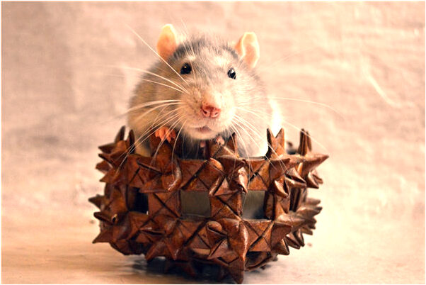 夢到自己的同學喜歡我預示了什麼_周公解夢官網