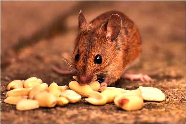 夢見被邀請老師生日宴有什麼徵兆_周公解夢官網