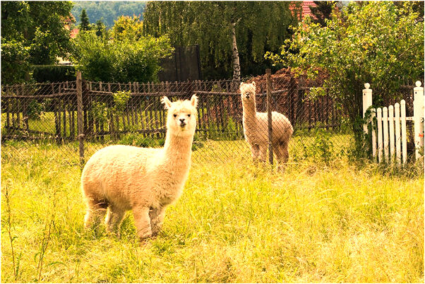 夢到了和父親吵架是什麼徵兆_周公解夢官網
