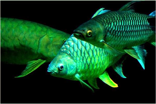 夢到了咬花生怎么說_周公解夢官網