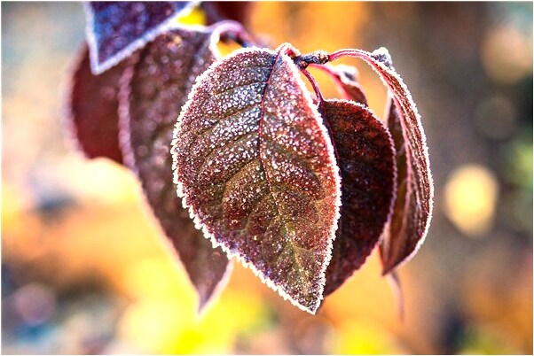 夢到海里出來大鯉魚是凶兆還是吉兆_周公解夢官網