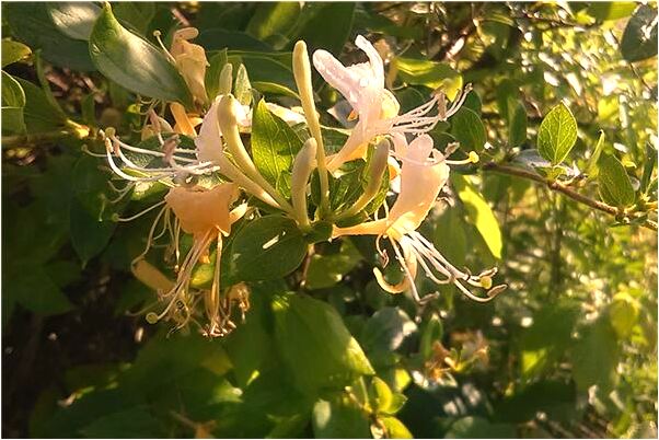 夢見別人向我求婚代表著什麼_周公解夢官網