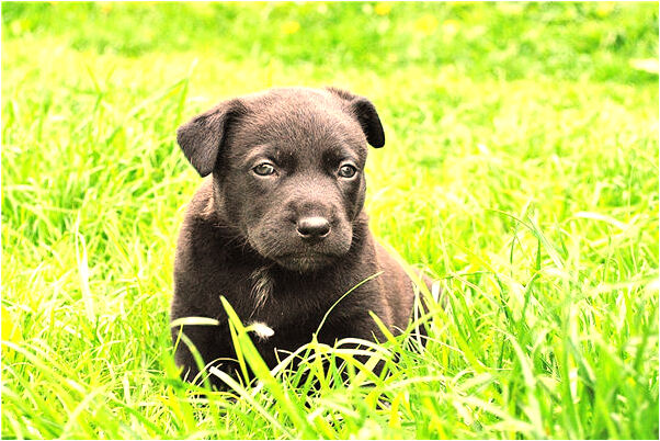 夢到了野外一片西紅柿有什麼意義嗎_周公解夢官網