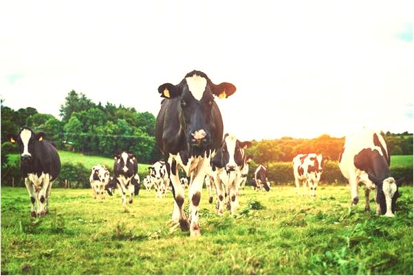 夢到殺人屍體和血是凶兆還是吉兆_周公解夢官網