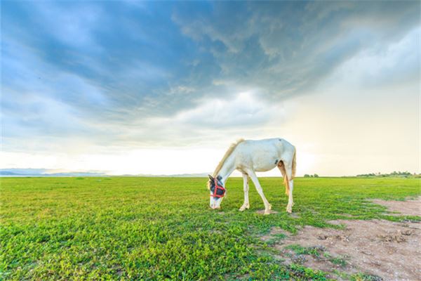 幾日出生的馬最不好_十二生肖