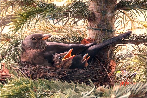 夢到了左胳膊上長個瘡意味著什麼_周公解夢官網