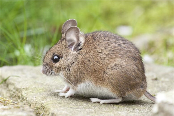 2020年9月屬鼠的性格_十二生肖