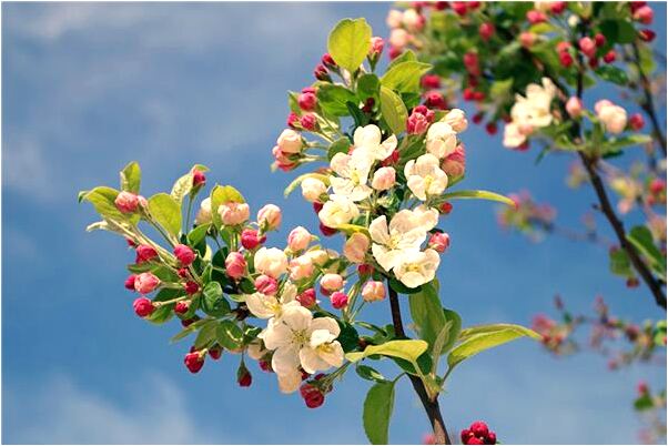 夢見金戒指掉色了是什麼徵兆_周公解夢官網