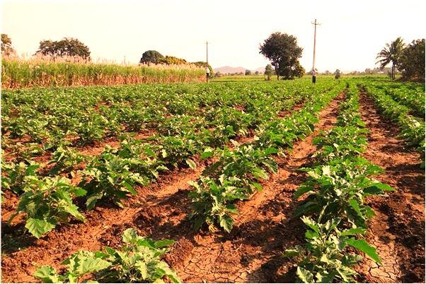 夢到了在糞土裡撿三顆蛋是好事還是壞事_周公解夢官網