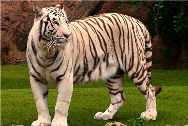 夢見靴子沒有找到拉鏈懷了有什麼說法_周公解夢官網