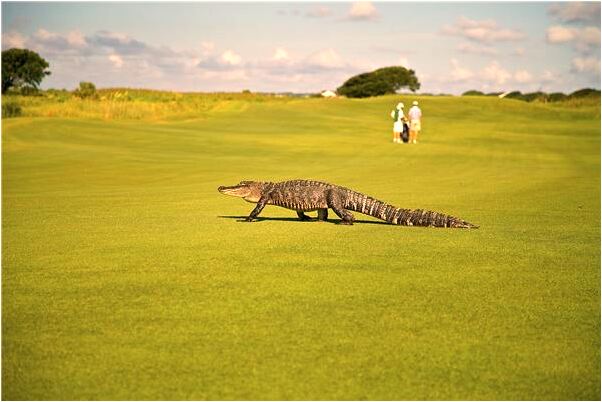 夢到了夢自己死了是什麼預兆？_周公解夢官網