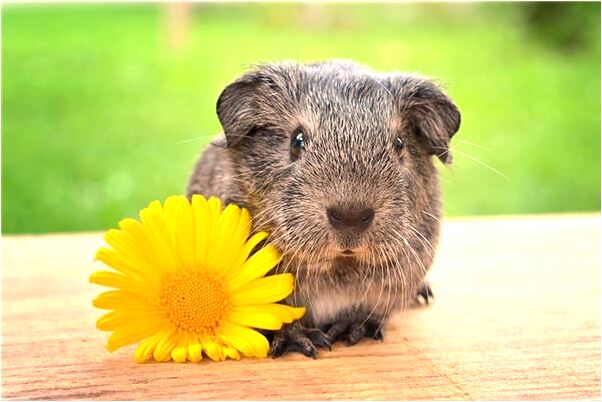 夢到了穿一雙紅色靴子後來弄丟了是什麼兆頭_周公解夢官網