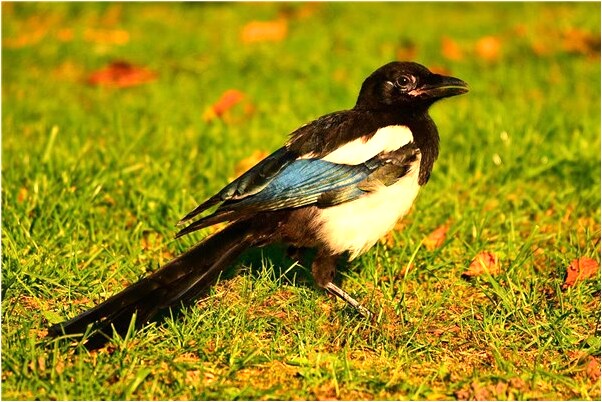 夢到自己喜歡的男人哭了是凶兆還是吉兆_周公解夢官網