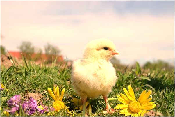 夢到身上沾好多屎是咋回事_周公解夢官網