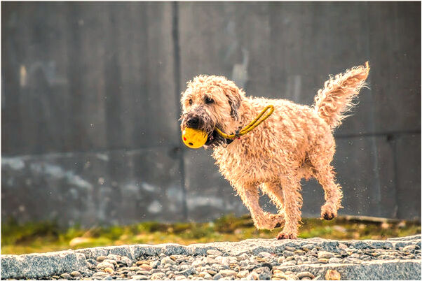 夢到傻子指導我做事情好不好_周公解夢官網