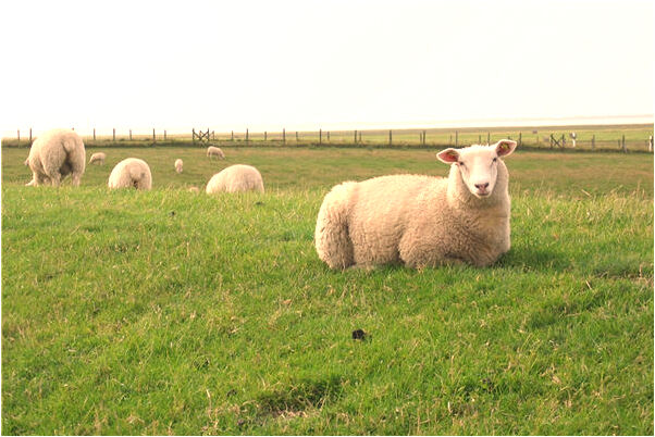 夢見從別人手裡取錢什麼預兆_周公解夢官網