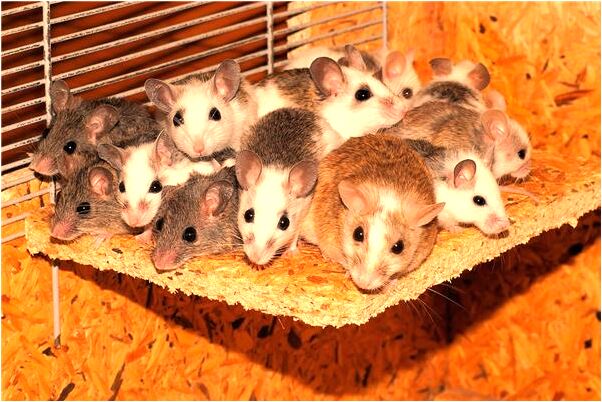 夢到了腳踩泥濘是吉兆嗎?_周公解夢官網