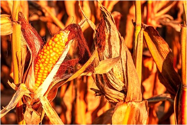 夢到鬼怕火有什麼寓意嗎？_周公解夢官網