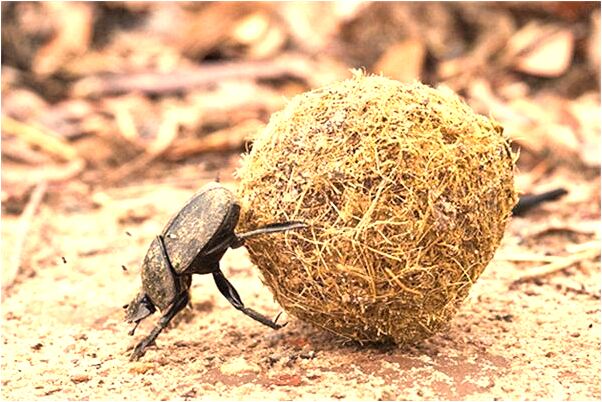 夢見親人失蹤了是好是壞_周公解夢官網