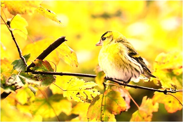 夢到同時和三個女生進廁所干預示著什麼_周公解夢官網