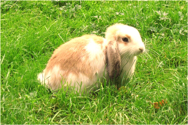 夢見小男孩是鬼並穿過他的身體會有什麼預兆_周公解夢官網