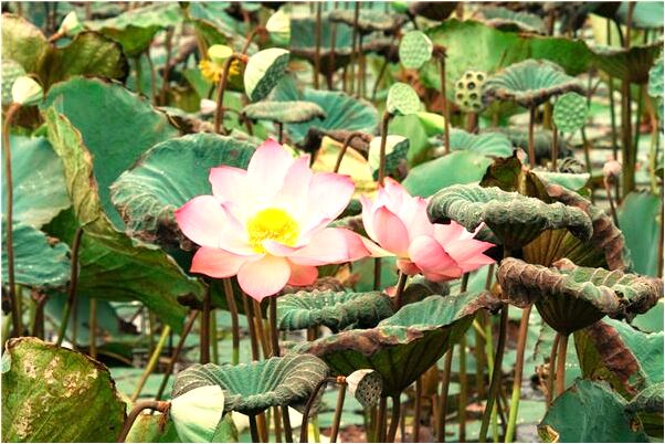 夢到狗給口交射精是什麼預兆_周公解夢官網